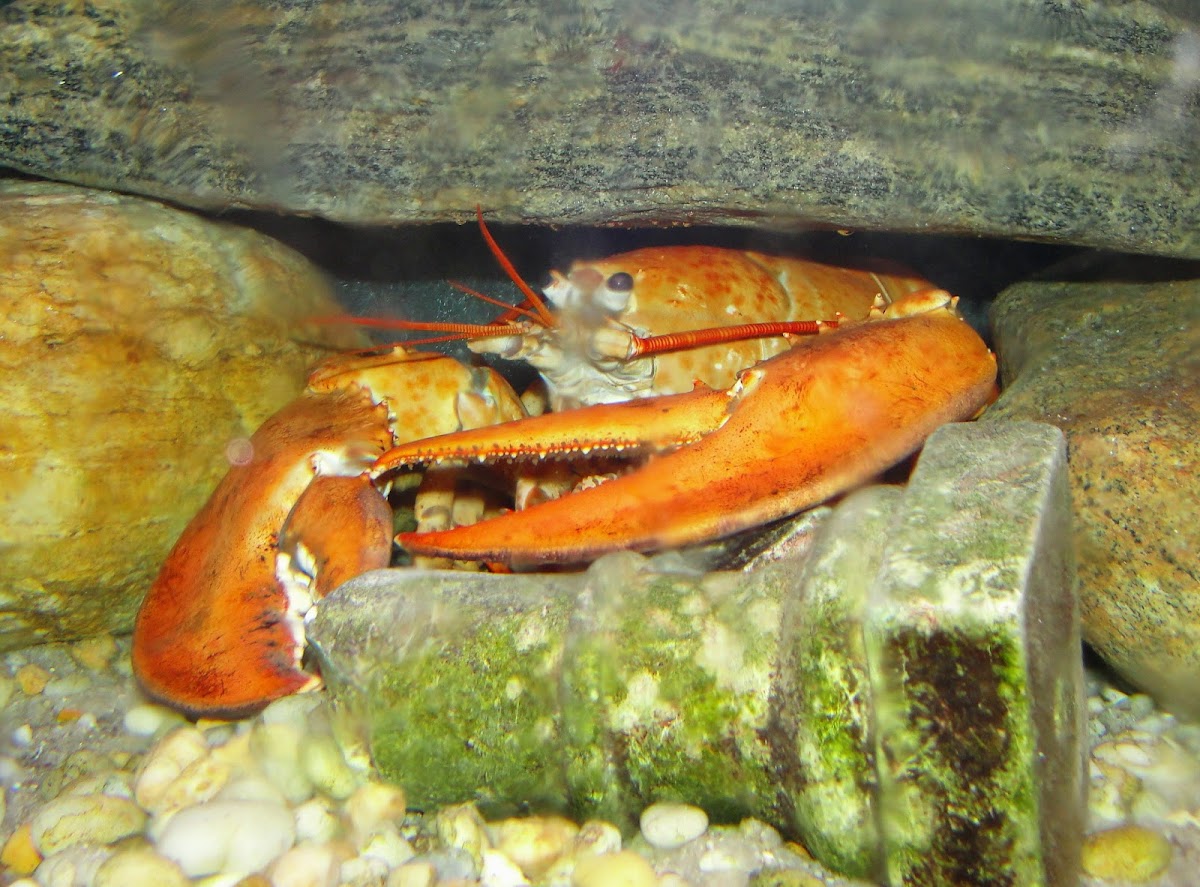orange American Lobster