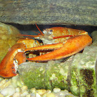 orange American Lobster