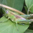 Differential Grasshopper (nymph)