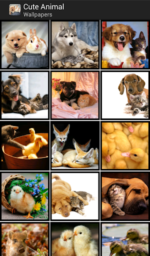 免費下載個人化APP|Cute Animals - HD Wallpapers app開箱文|APP開箱王
