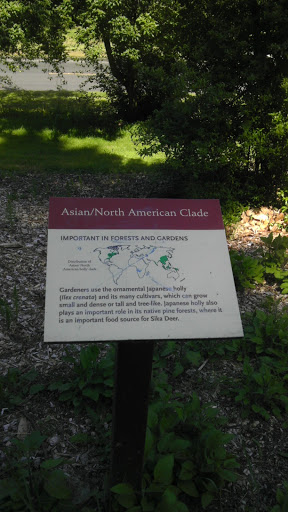 Asian North American Clade