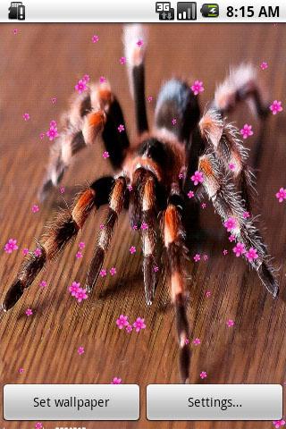 Poisonous Spiders