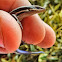 Five-lined Skink