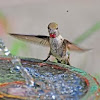 Anna's Hummingbird