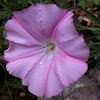 Purple, Tall, or Common Morning Glory