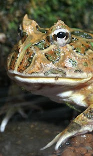 How to download The frog wallpaper01 1.0.0 apk for android