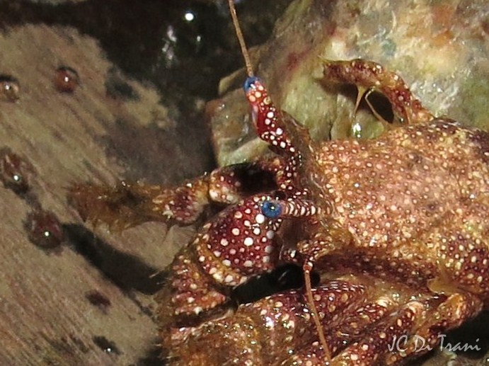 Blue-Eyed Hermit crab