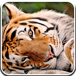 Tiger Live Video Wallpaper Apk