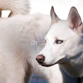 Odin by Howie George - Animals - Dogs Portraits