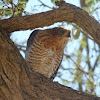 Gabar Goshawk