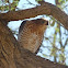 Gabar Goshawk