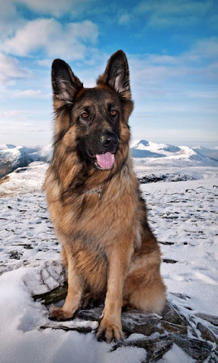 Alman Çoban Köpekleri