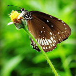 Common Crow Butterfly on Flower by Tamsin Carlisle -  