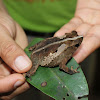 Leaf-mimic Toad