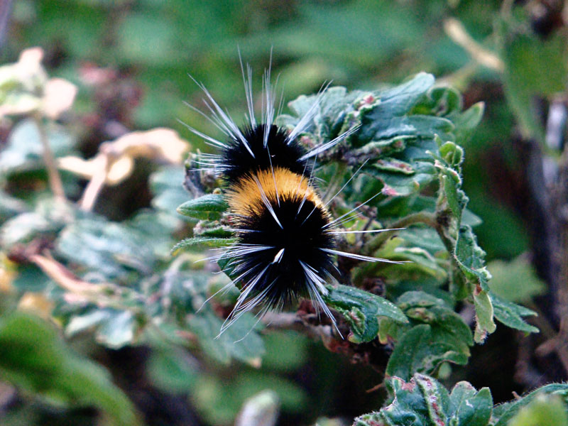 Spotted Tussock Moth Caterpillar 