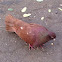 Rock Dove