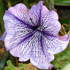 Pitonja flower