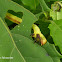 Geometer caterpillar