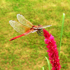 RED DRAGONFLY