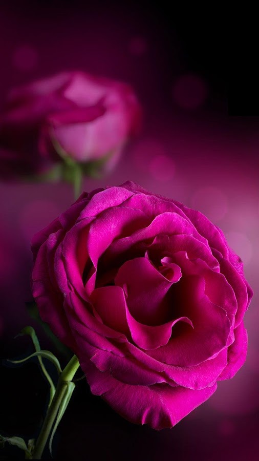 Pink Roses Live Wallpaper - Android Apps on Google Play