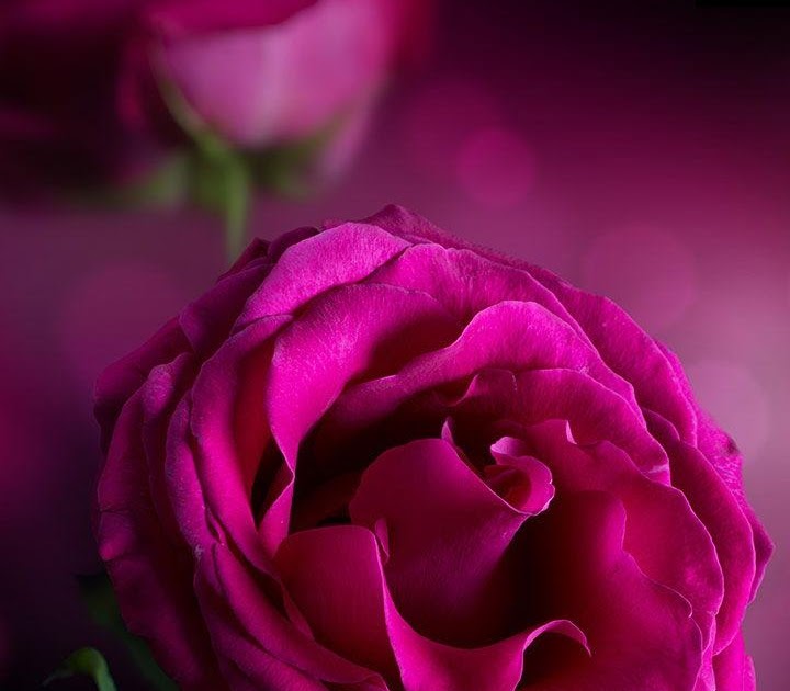 Fantastis 19+ Wallpaper Bunga Mawar 3d - Gambar Bunga HD
