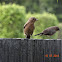 Brown Rock Chat or Indian Chat