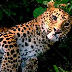 I want to Play with you....:P by Suvajit Malik - Animals Lions, Tigers & Big Cats