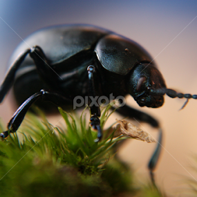 A Bugs Life by John Cooper - Animals Insects & Spiders