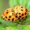 Twenty Eight Spot Ladybird Beetle