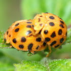 Twenty Eight Spot Ladybird Beetle