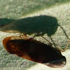 Leafhopper Bug 