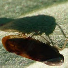 Leafhopper Bug 