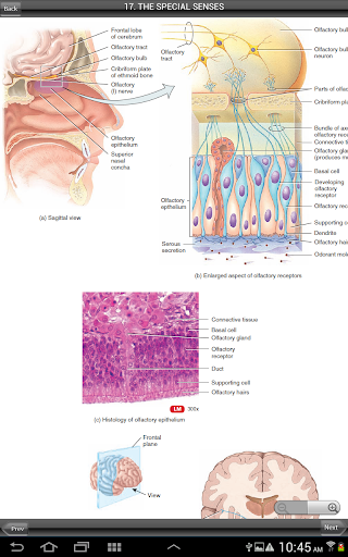 【免費醫療App】Anatomy and Physiology-APP點子