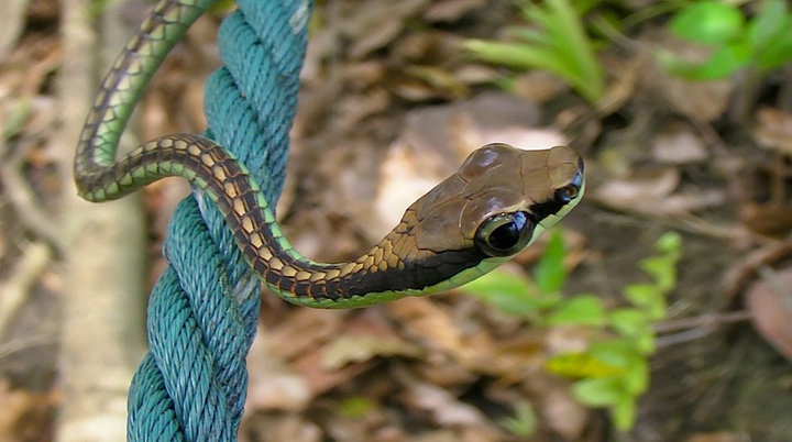Elegant Bronzeback Snake
