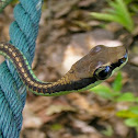 Elegant Bronzeback Snake