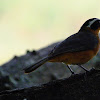 white brow robin chat
