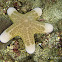 Granulated Sea Star, Doughboy Star