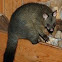 Common brushtail possum