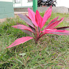 Ti Plant/Hawaiian Ti