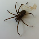 domestic house spider 