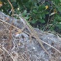 Italian wall lizard - lucertola italiana