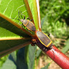 Bordered Plant Bug or Largus Bug