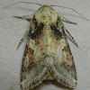 Velvet Armyworm Moth