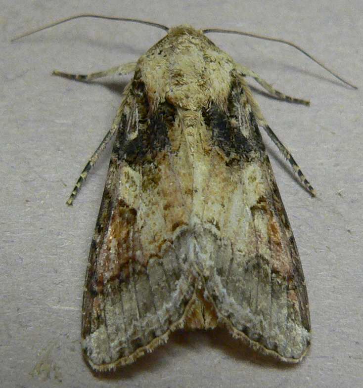 Velvet Armyworm Moth