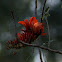 Coral Tree