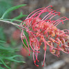 Grevillia ( Coastal Sunset)