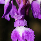 Early purple orchid, Satirión manchado