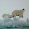 Polar Bear (mother and cubs)