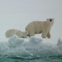 Polar Bear (mother and cubs)