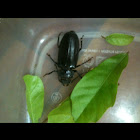 Longhorned beetle